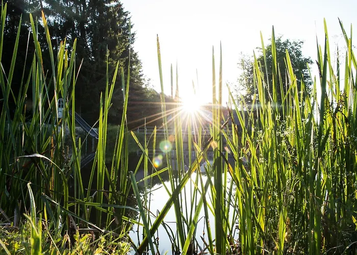 キャンプ場 Harfenmuehle Morschied (Birkenfeld)